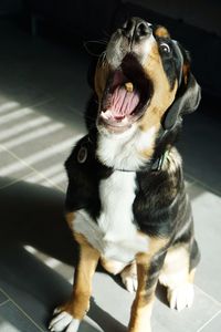 High angle view of dog sitting on tiled floor