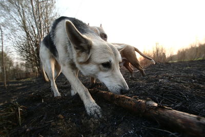 View of a dog on field