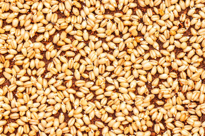 Full frame shot of wheat