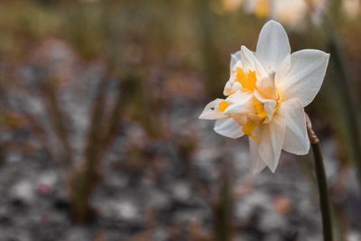 Close-up of white flowering plant