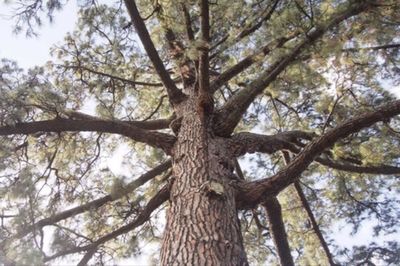 Low angle view of tree against sky