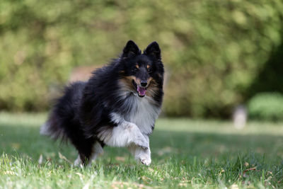 Black dog looking away on field