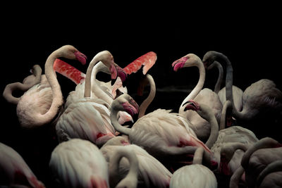 Pink flamingos in the park