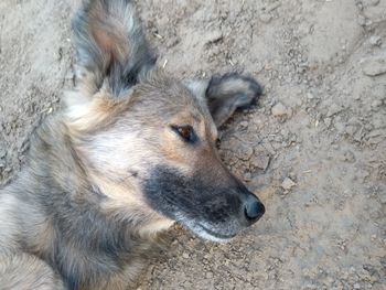 High angle view of dog looking away