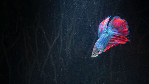 Close-up of fish swimming in sea