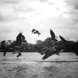 Seagulls flying over the lake