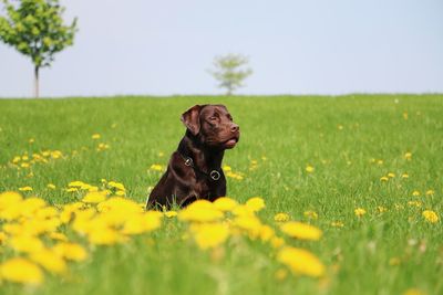 Dog on a field