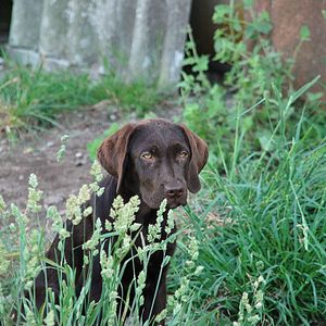 Black dog in a field