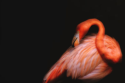 Close-up of a bird against black background