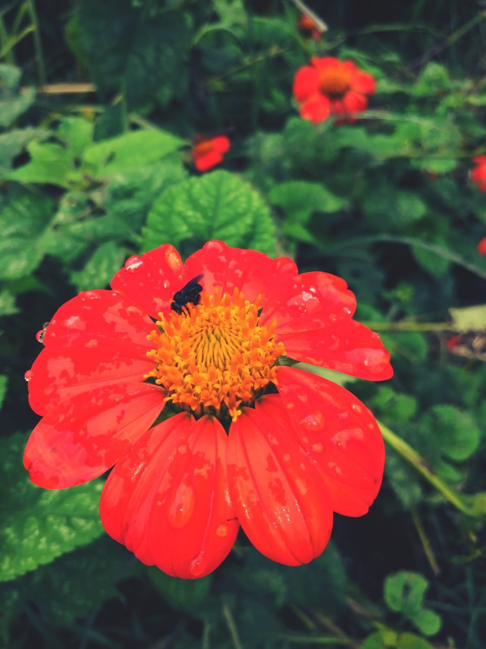 CLOSE-UP OF RED ROSE IN WATER