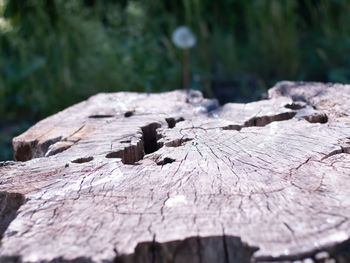 Close-up of log on tree stump