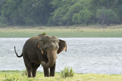 Elephant on a land