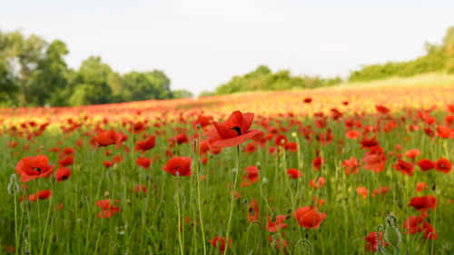 Close-up of red poppy flowers on field against sky