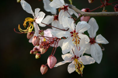 Close-up of fresh flowers on tree