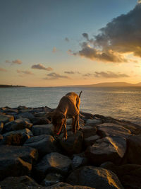 A dog plating at the beach with beautiful sunrise.