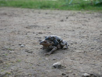 Lizard on a field