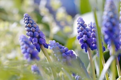 Close-up of purple flowering plants