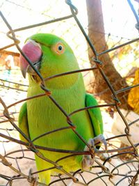 Close-up of parrot perching in cage