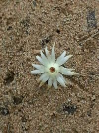 Close-up of white flowers