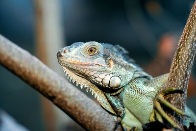 Close-up of iguana