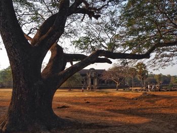 Trees on field in park