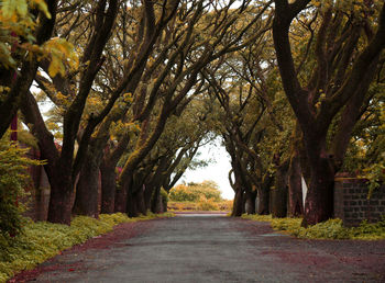 Empty road along trees