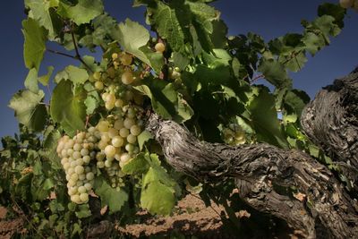 Grapes growing in vineyard