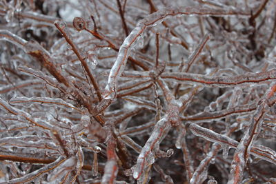 Close-up of frozen plant