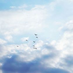 bird