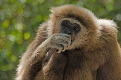 Close-up portrait of gibbon