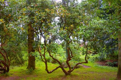 Trees in forest