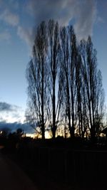 Silhouette of bare trees at sunset