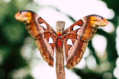 Close-up of butterfly on flower