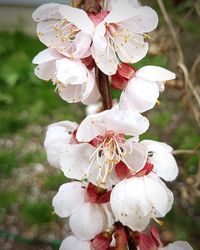 Close-up of flower growing on tree