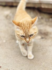 Close-up of cat on footpath