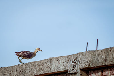 Low angle view of bird on building against clear sky