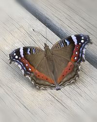 High angle view of butterfly