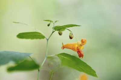 Close-up of insect on plant