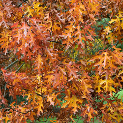 Full frame shot of autumnal leaves