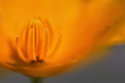 Close-up of orange rose flower