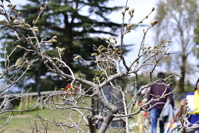 Close-up of branches against blurred background