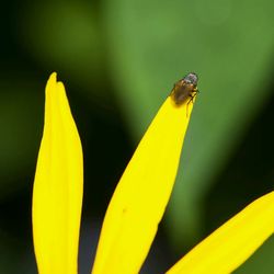 Close-up of butterfly on flower