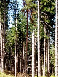 Low angle view of trees