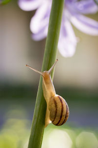 Close-up of lizard on plant