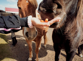 Icelandic horses eating carrots from a woman's hand