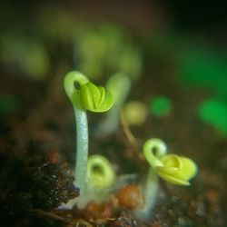 Close-up of green plant