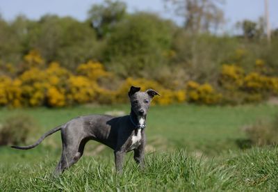 View of a dog on field