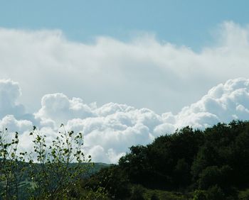 Trees against sky