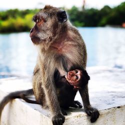 Monkey breastfeeding infant while sitting on retaining wall by lake