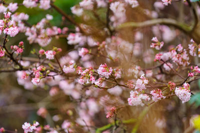 Close-up of cherry blossom